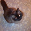 ���� ����, ������, 64 ���� - ��������� 1 ������� 2011 � ������ �������