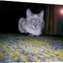 ���� ���������, ����������, 35 ��� - ��������� 26 ������ 2011 � ������ ���������=)�