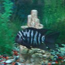 ���� �����, ���������, 58 ��� - ��������� 1 ������ 2013