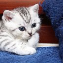  Olik, , 37  -  15  2010   