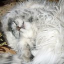 ���� ��������, ���������, 55 ��� - ��������� 14 ������� 2011 � ������ ���������