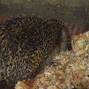 ���� ������, ����, 26 ��� - ��������� 18 ������ 2012 � ������ ���� ����������