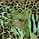 ���� Kitte, �����-���������, 38 ��� - ��������� 22 ����� 2012 � ������ ���� ����������