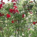 ���� ������, �����������, 40 ��� - ��������� 23 ������ 2011 � ������ ���� ����������