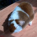 ��� ���� �� ������� ���� ��������!�