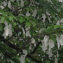 ���� Alois, ������ - ��������� 27 ������ 2012 � ������ ������-������