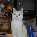 ���� �������, ����������� - ��������� 8 ������� 2013 � ������ ���� ����������