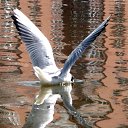 ���� ������� /�� ����������/, ������, 49 ��� - ��������� 3 ������� 2011 � ������ ���� ����������