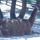 ���� ���������, �������, 62 ���� - ��������� 22 ���� 2012 � ������ �������