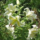 ���� ���������, ���������� - ��������� 5 ������� 2010 � ������ ���������� �����Ȼ