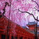 ���� Svetlana, ������, 59 ��� - ��������� 31 ����� 2011 � ������ ���� �������� �������