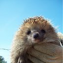 ���� �����, ���������, 36 ��� - ��������� 18 ������� 2011