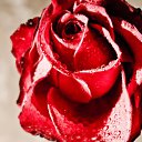 ���� ������, ������, 45 ��� - ��������� 17 ������ 2009 � ������ �������� �������