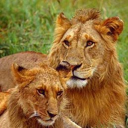 ���� ������, ������, 29 ��� - ��������� 20 ������� 2012