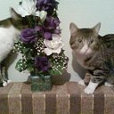 ���� �������, ��������� - ��������� 17 ���� 2011 � ������ ���� ���������