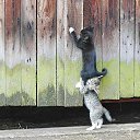 ���� Crusader, ������, 49 ��� - ��������� 28 ������� 2012 � ������ �������