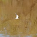 ���� ������, ������, 63 ���� - ��������� 16 ���� 2010 � ������ ��������. �����