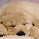 ���� ��������, ������, 43 ���� - ��������� 27 ������� 2011