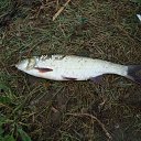 ���� ������, ������, 42 ���� - ��������� 17 ���� 2011 � ������ �������