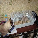 ���� Romys, ���������, 57 ��� - ��������� 23 ������� 2010