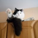 ���� �����, ������������, 51 ��� - ��������� 1 ������� 2011 � ������ ���� ����������