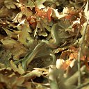 ���� Antey, ������, 44 ���� - ��������� 24 ���� 2013 � ������ ���� ����������