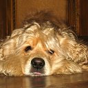 ���� �������, ���������, 37 ��� - ��������� 18 �������� 2011 � ������ ���� ����� ������ ����