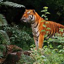 ���� Valeri, ��������, 52 ���� - ��������� 20 ������ 2011 � ������ �������