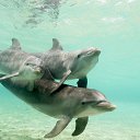 ���� ������, ������������, 59 ��� - ��������� 17 ������ 2011 � ������ ���� ����������