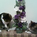 ���� �������, ��������� - ��������� 17 ���� 2011 � ������ ���� ���������