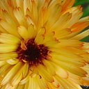 ���� �������, �����, 36 ��� - ��������� 19 ������� 2009 � ������ ���� �������