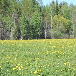 ���� �������.