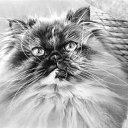 ���� Limon, ���������, 39 ��� - ��������� 17 ������� 2009 � ������ ���� �������� ��������...�