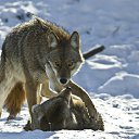 ���� �����, �����-���������, 57 ��� - ��������� 14 ������ 2012