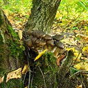  ••,  -  9  2013   RoadKing