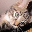 ���� ����, ������, 36 ��� - ��������� 2 ������� 2011 � ������ ���������