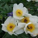 ���� �����, ������ - ��������� 18 ����� 2012 � ������ ���� ����������