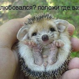 ���� Gsv51, ����, 21 ��� - ��������� 18 ����� 2010