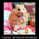 ���� ���@�����, �������, 36 ��� - ��������� 10 ������� 2012 � ������ �������