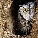 ���� Roxana, ɸ������� - ��������� 1 ��� 2010 � ������ �������