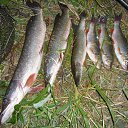 ���� ������ �����, �����, 68 ��� - ��������� 22 ���� 2013