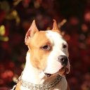 ���� �����, ����, 39 ��� - ��������� 25 ������ 2012 � ������ �������