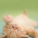 ���� ����, ��������� - ��������� 5 ���� 2013 � ������ ���� ����������