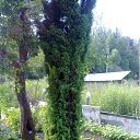 ���� �������, ������, 71 ��� - ��������� 11 ���� 2012 � ������ ������)))�