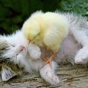  ++, , 55  -  13  2013    