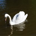 ���� ��������, ���������, 52 ���� - ��������� 3 ���� 2012 � ������ ���������