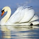 ���� ������, ����������, 49 ��� - ��������� 13 ��� 2012 � ������ ���� ����������