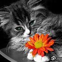  , , 48  -  28  2011   PetLove