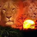 ���� ����, ������������, 36 ��� - ��������� 11 ������ 2009 � ������ ���� ����������