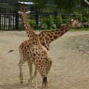 ���� Viktor Ne Golosuju, ������, 62 ���� - ��������� 12 �������� 2011 � ������ �Dublin Zoo�